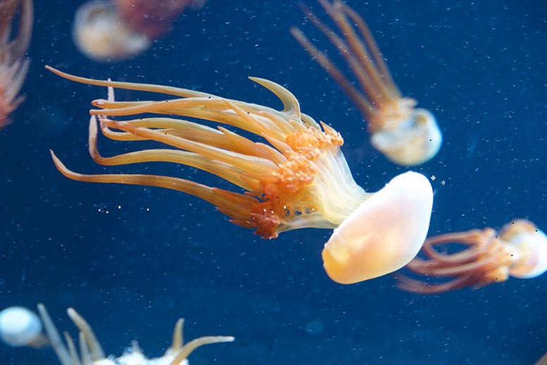 Flame Jellyfish (Rhopilema esculentum)
