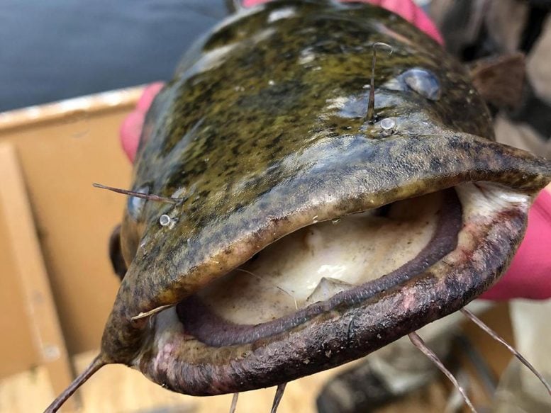 Flathead Catfish Close Up