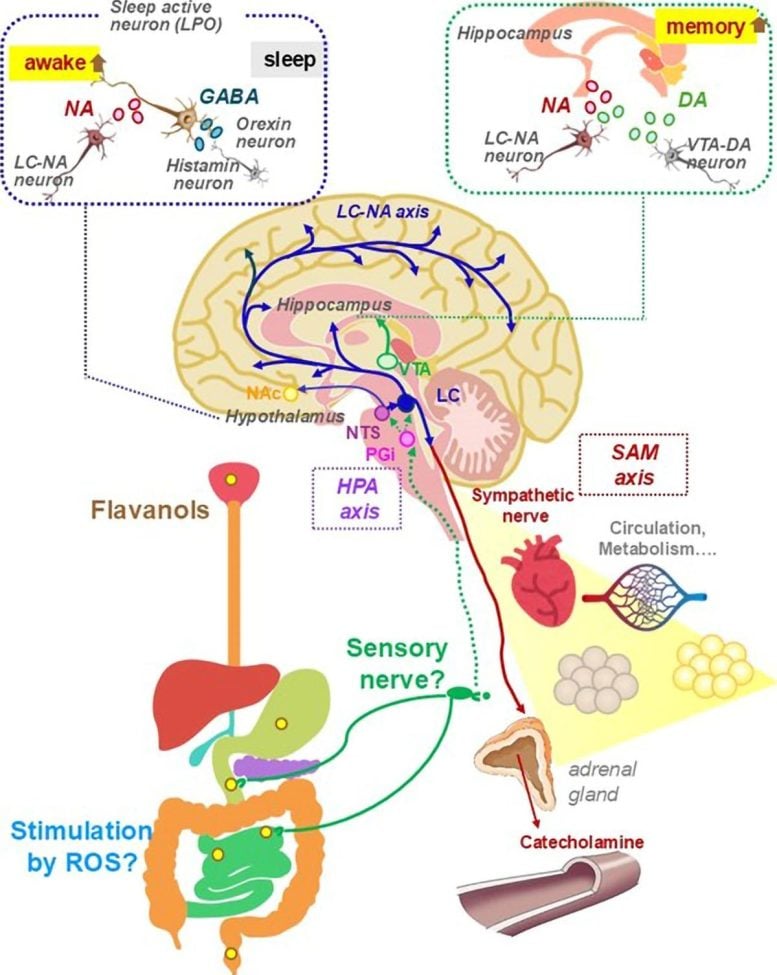 Diagramma dei percorsi neurali e dello stress indotti dai flavanoli