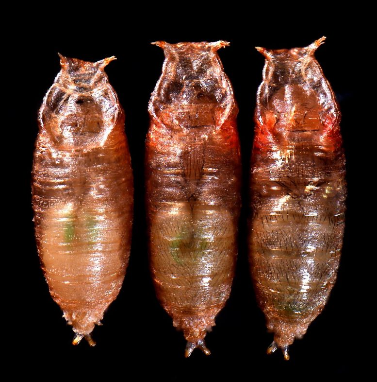 Flies in Pupal Stage