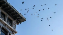 Flock of Pigeons in Coordinated Motion