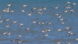 Flock of Sanderlings