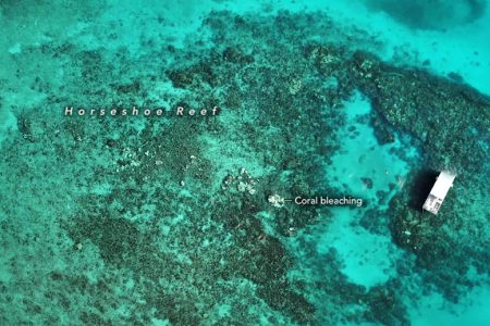 Coral Catastrophe: Brutal Heat Puts Florida’s Reefs on the Edge