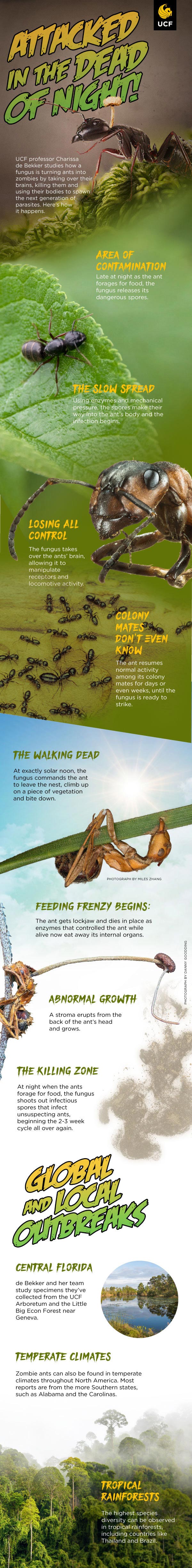 Florida Zombie Ants