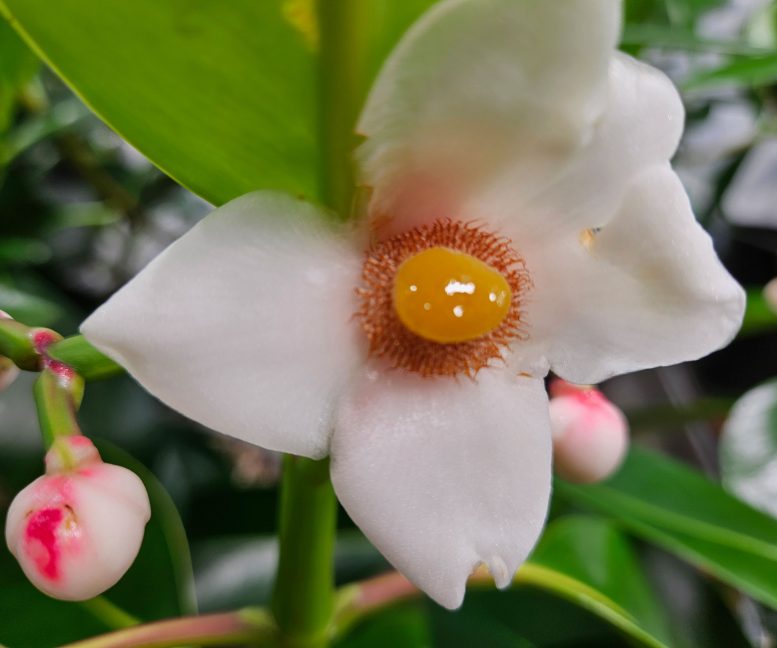 Flower of Clusia grandiflora