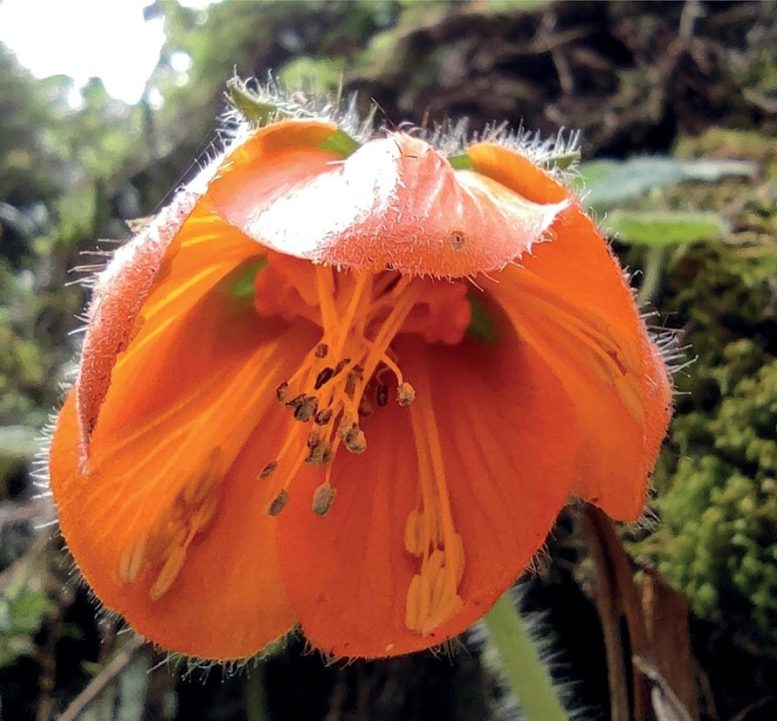 Flower of Nasa ferox