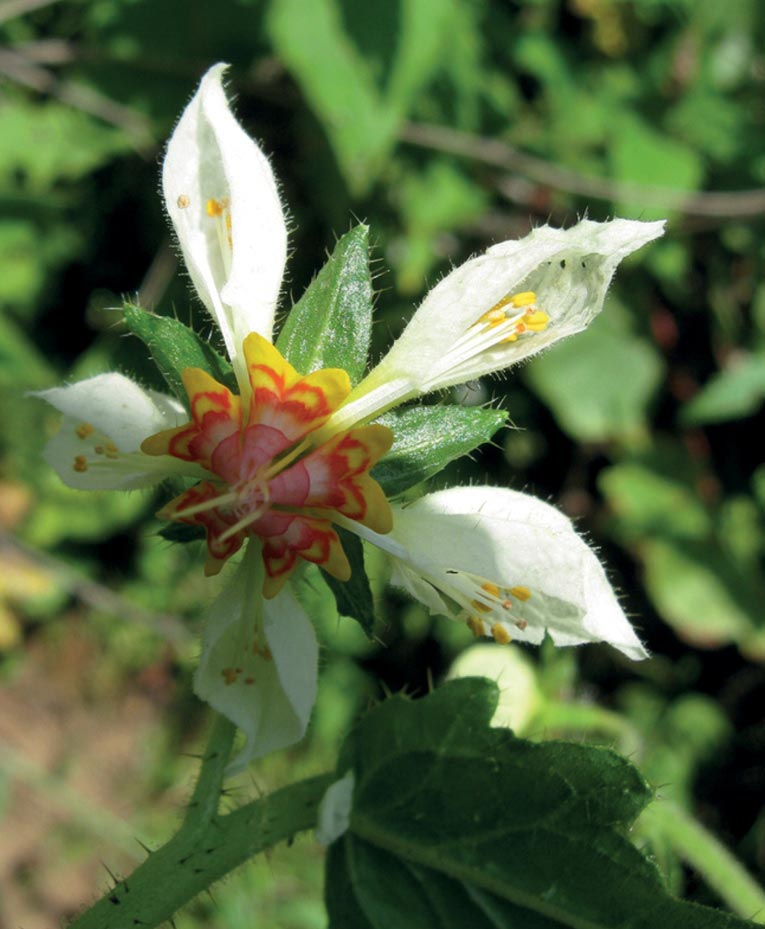 Flower of Nasa hastata