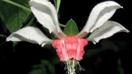 Flower of Nasa humboldtiana Subspecies humboldtiana