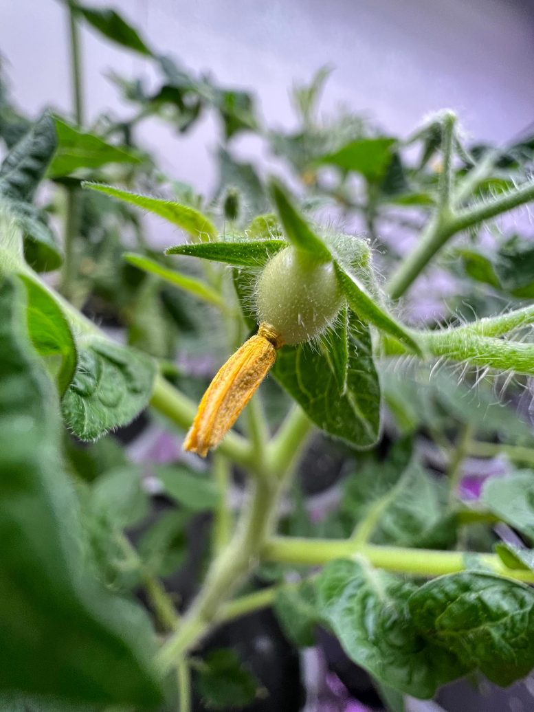 Flowering Tomato
