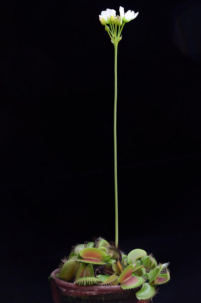 Flowering Venus Flytrap