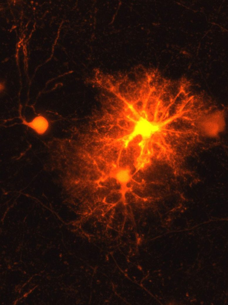 Fluorescence Image of Oligodendrocyte Cells