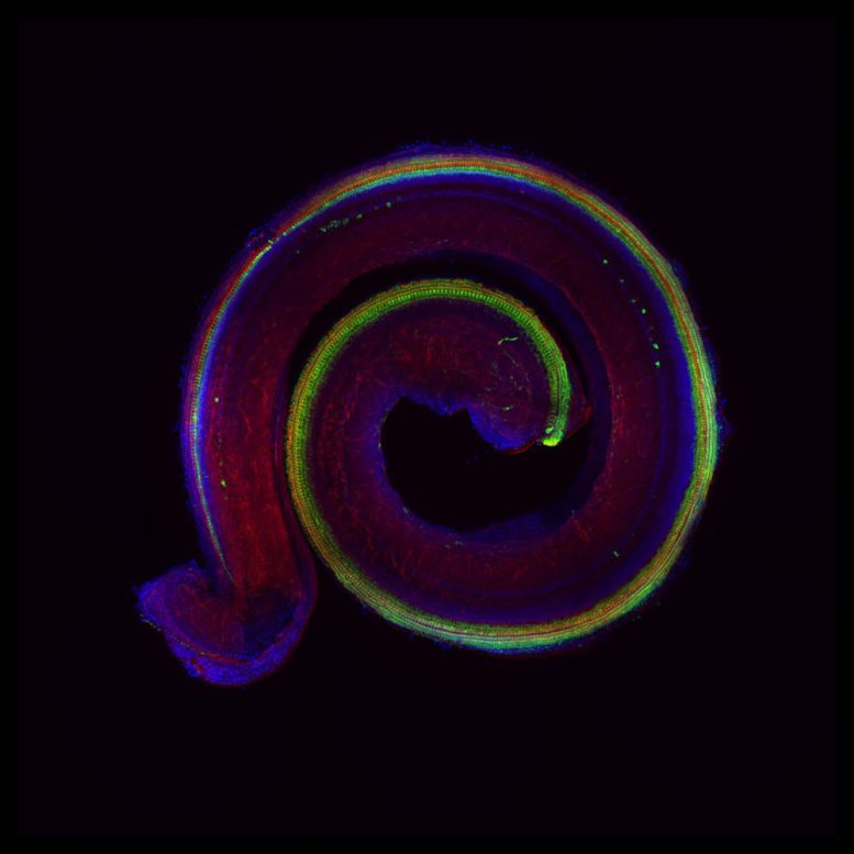 Fluorescence Microscopic Image of a Murine Cochlea