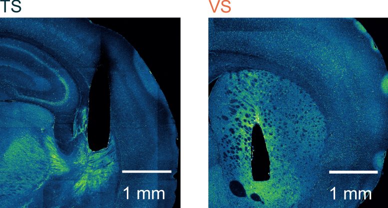 Fluorescent Brain Images Showing Recording Sites in the Tail of the Striatum (TS) and Ventral Striatum (VS)