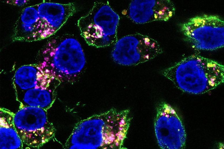 Fluorescent Drug Binding to Pancreatic Cancer Cells
