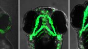 Fluorescent Images of Live Zebrafish Embryos