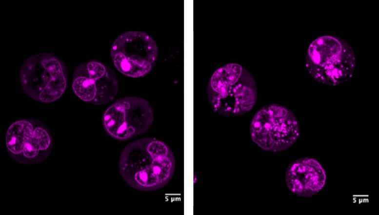 Fluorescent Images of Nucleoli in Cells