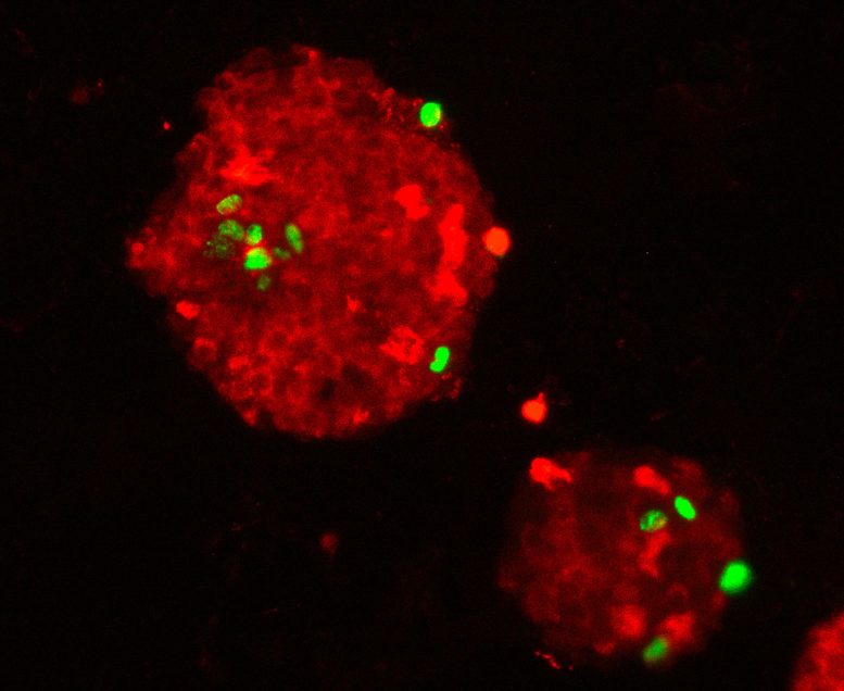 Fluorescent Microscope Image of a Mouse Pancreatic Islet