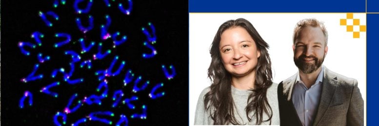 Fluorescent Mouse Chromosomes and Portraits of Researchers