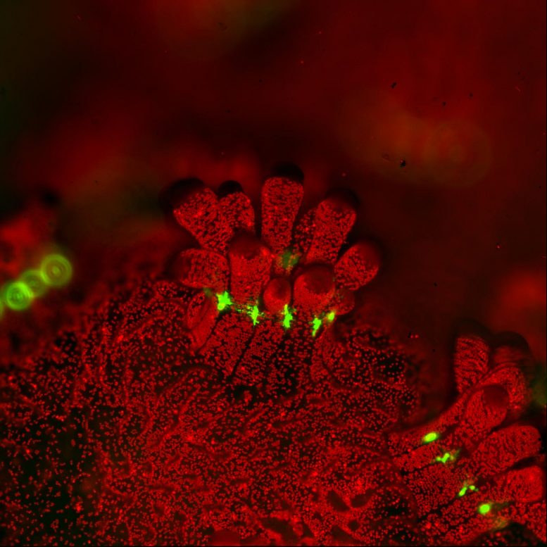 Fluorescent Polyp Stony Coral