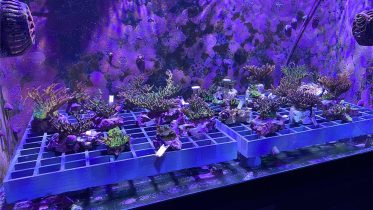 Fluorescing Corals From Coral Spawning Lab