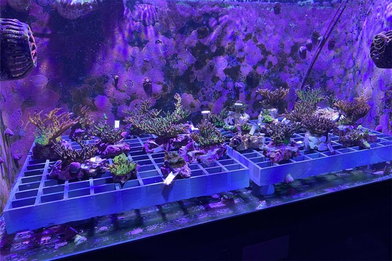 Fluorescing Corals From Coral Spawning Lab