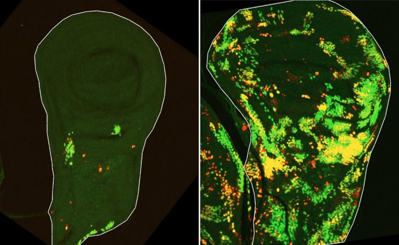 Fly Wing Tissue Showing DARE Cell Expansion