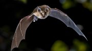 Flying Greater Horseshoe Bat
