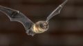Flying Pipistrelle Bat