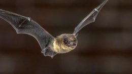 Flying Pipistrelle Bat