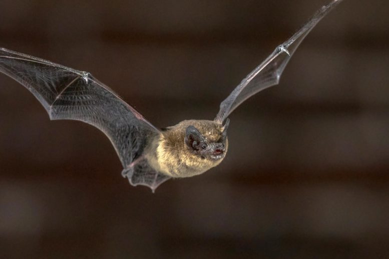 Flying Pipistrelle Bat