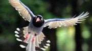 Flying Taiwan Blue Magpie