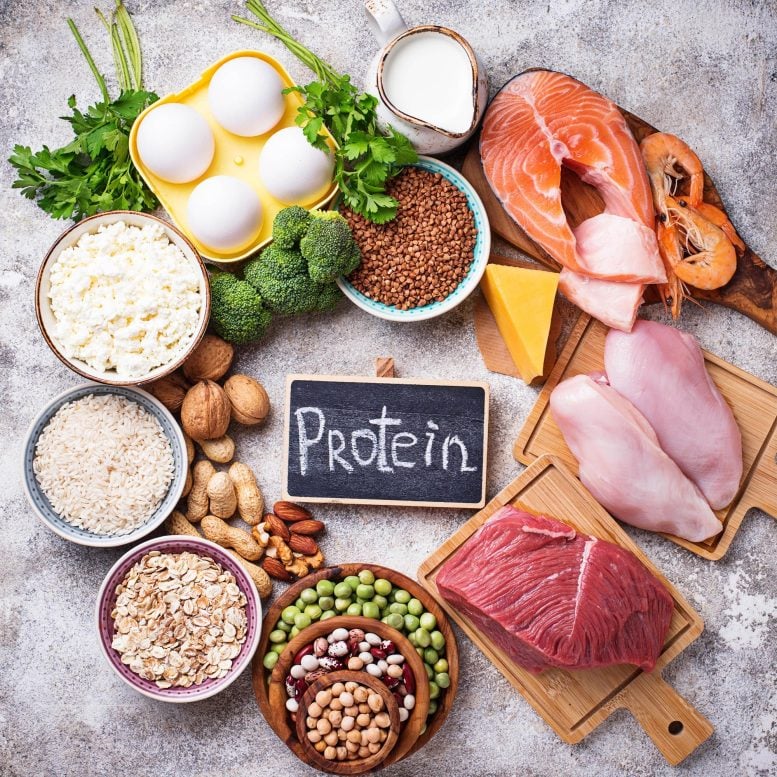 Foods Rich in Protein