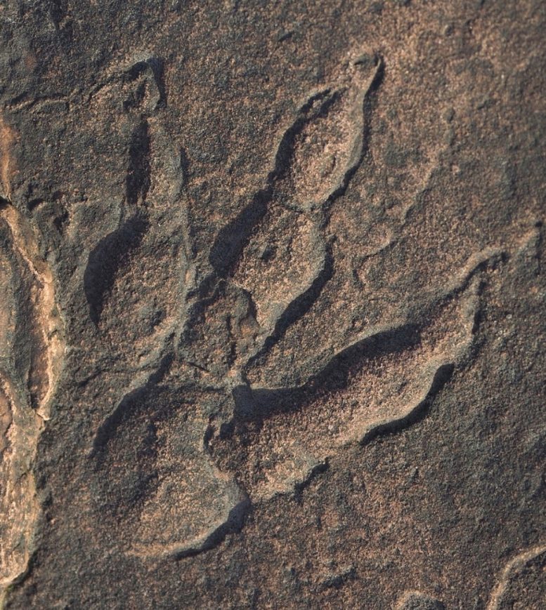 La huella dactilar se encuentra en rocas del Triásico