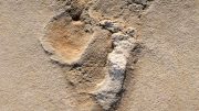 Footprints of Predecessors of Early Humans