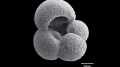 Foraminifera