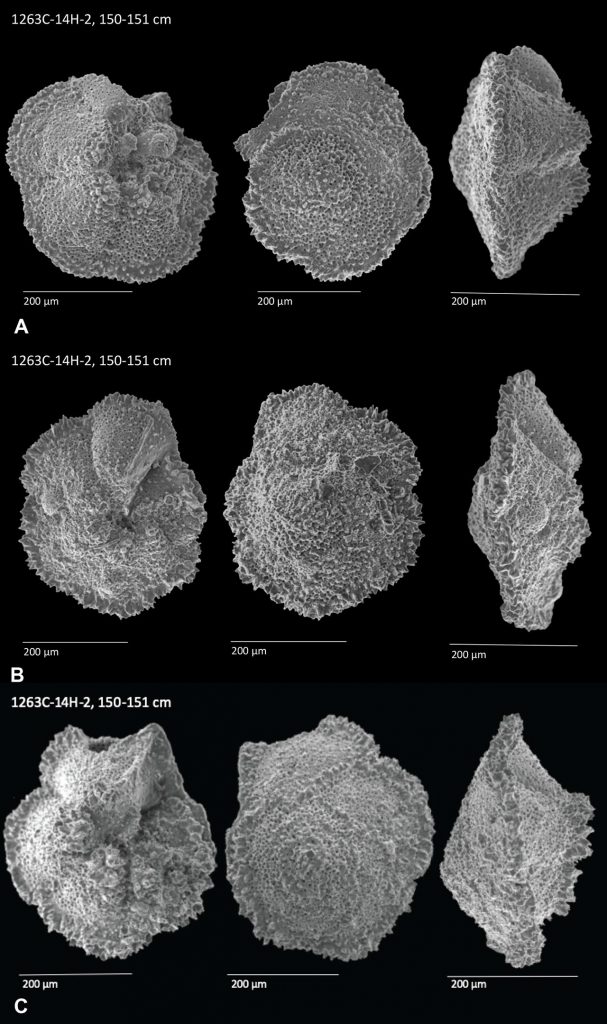 Foraminifera Samples