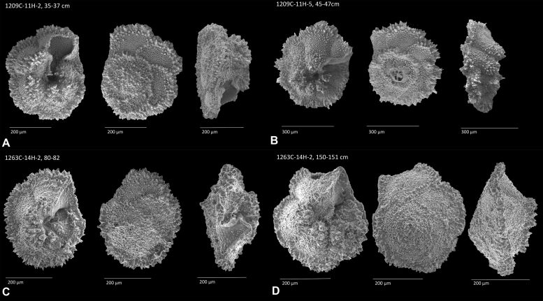 Foraminifera Samples Scanning Electron Microscopy