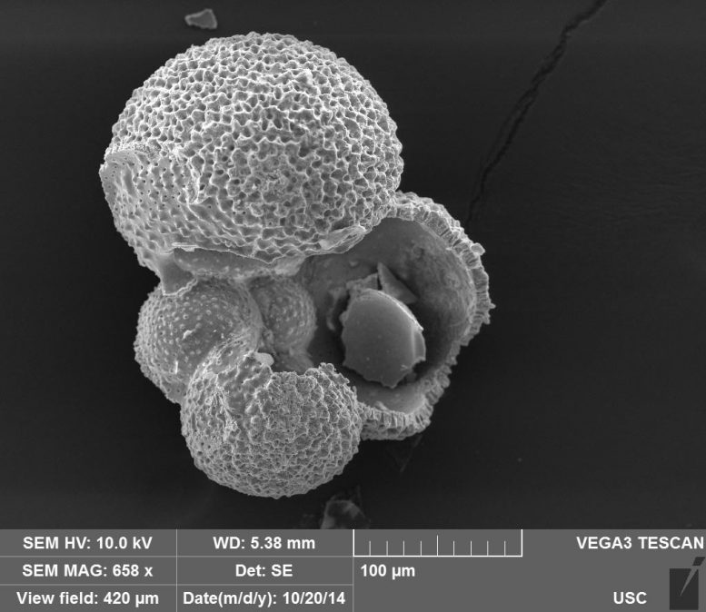 Foraminifera Shell