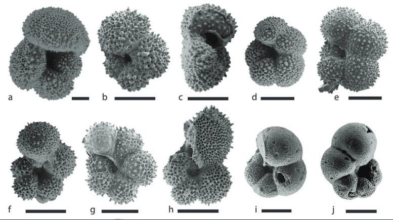 Cangkang Foraminifera