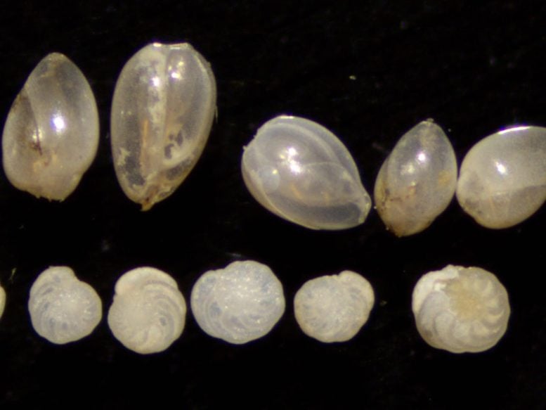 Foraminifera Shells From Sediment