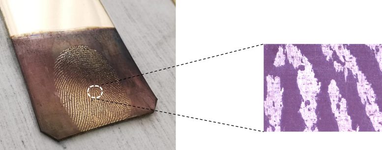 Forensic View of Fingerprint