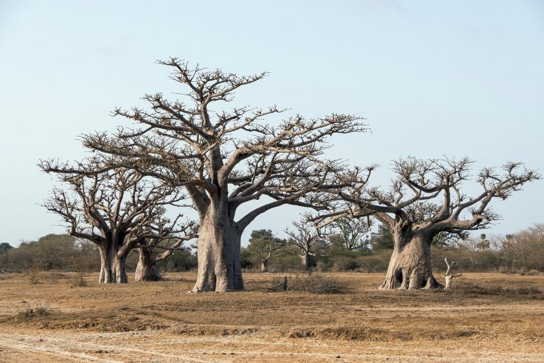 Forest Baobabs