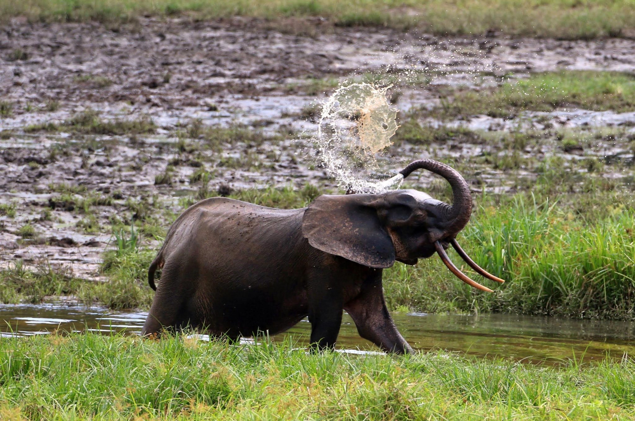 African Forest Elephants Are Now Critically Endangered Heres How To