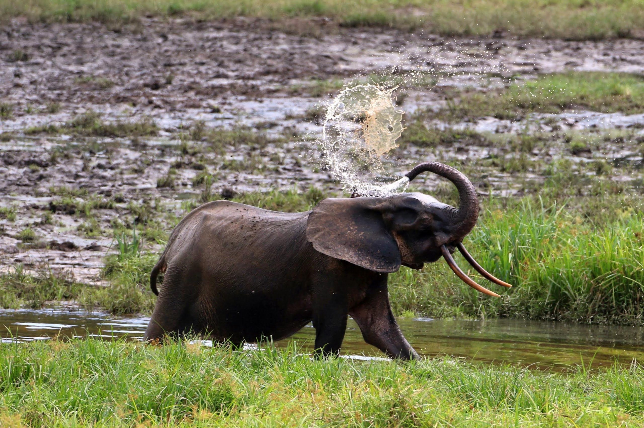 African Forest Elephants Are Now Critically Endangered – Here&#39;s How to  Count Them