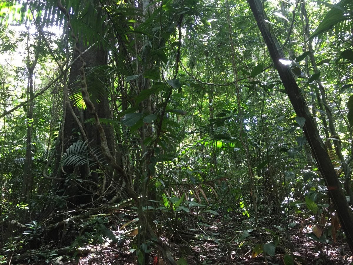 secondary forest landscape in Agua Salud, Panama
