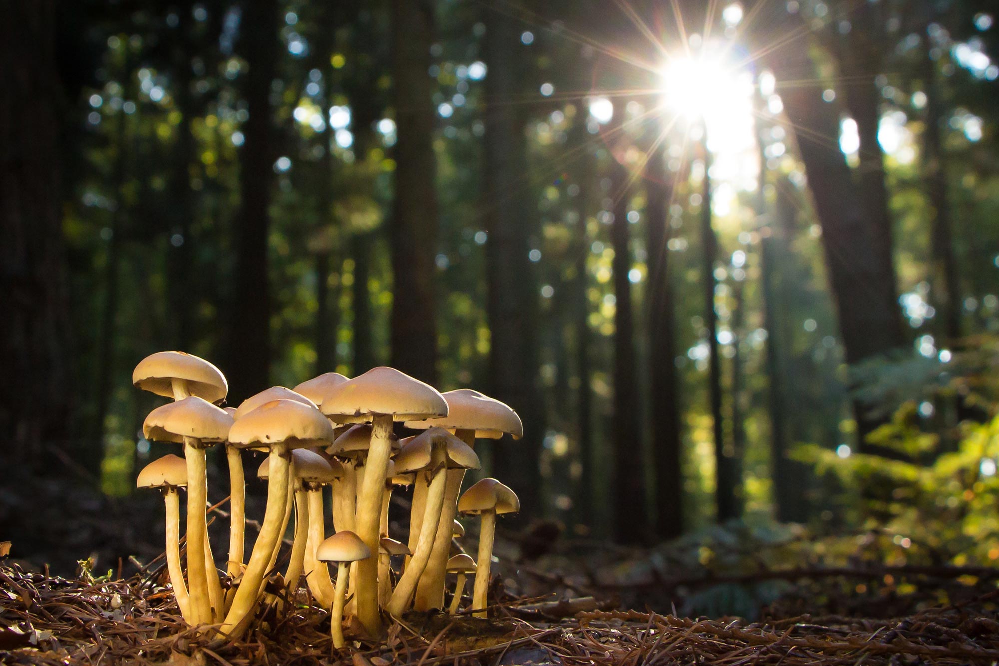 Forest mushrooms mushrooms