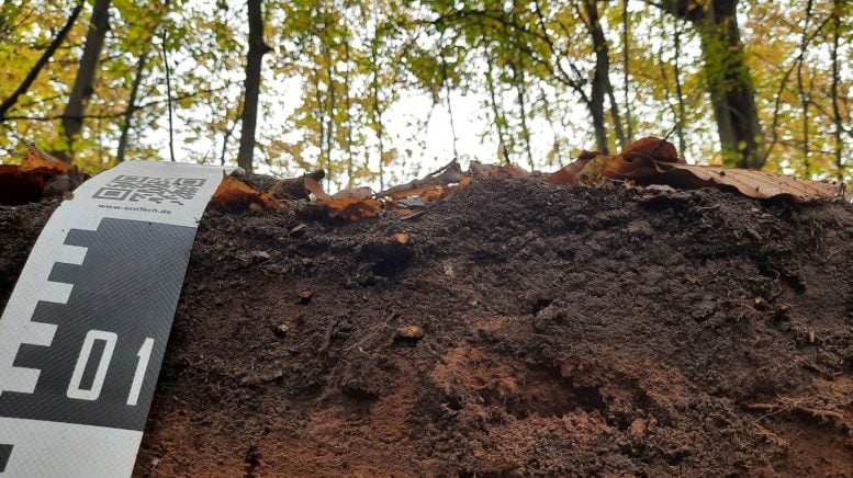 Forest Soil Profile With Measuring Scale and Leaves
