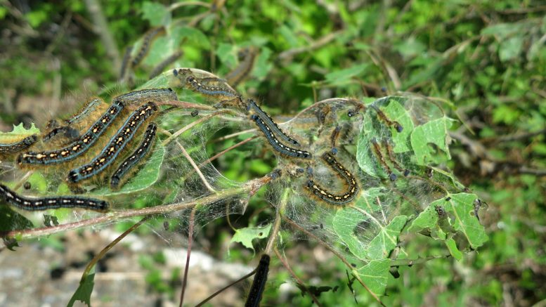 Forest Tent Caterpillars in Sudbury, Ontario