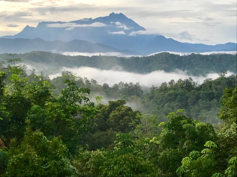Forest in Borneo