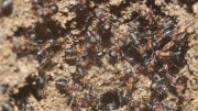 Formica polyctena Ant Workers